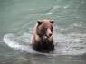 Urso dscansa no rio Chilkat, em Haines, no sudeste do Alaska